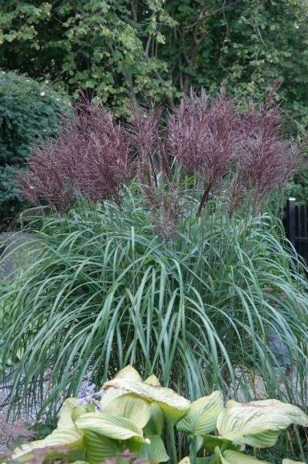 miscanthus sinensis Volcano